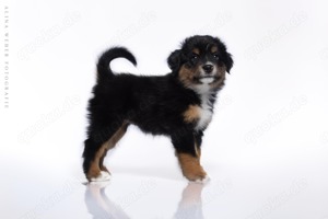 Abgabebereit Mini   Miniature Australian Shepherd Welpe Hündin