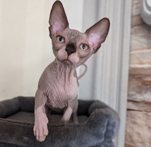 Sphynx Junge :)