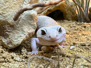 Leopardgecko 0.1 Weibchen 