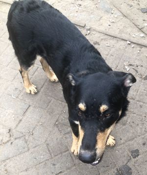 Luca, Schäferhund-Mix, 1 Jahr alt, sucht ein neues zu Hause