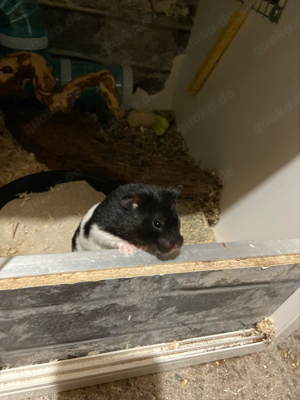 panda hamster 