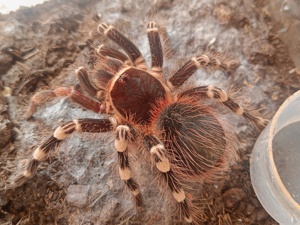 Vogelspinne Acanthoscurria geniculata weiblich 6cm KL