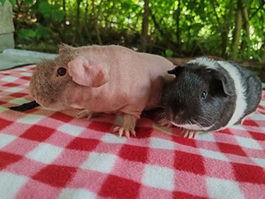 Zwei Junge Meerschweinchen Böckchen suchen ein neues Zuhause Skinny