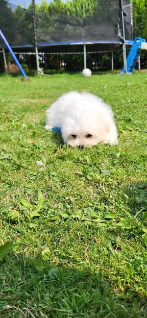 bichon maltesser