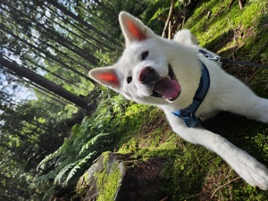 Akita Inu Hündin- Treue liebenswerte Begleiterin 