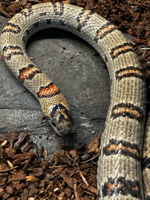 Lampropeltis Leonis 1.0