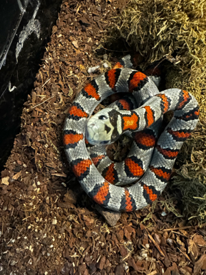 Lampropeltis Greeri 1.0