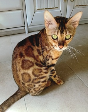 Junge Bengalkatze 