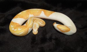 0.1 Albino Piebald NZ 23 Königspython 