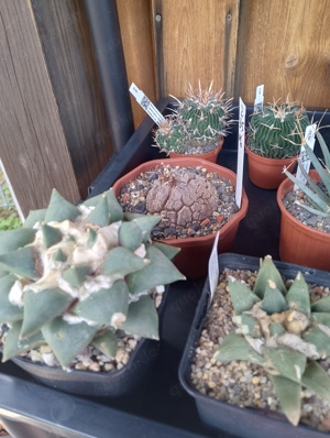 Lophophora , Ariocarpus