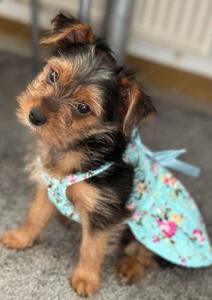 Verkaufe süße Yorkshire Terrier Welpen