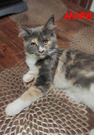 Maine Coon Kitten mit Stammbaum