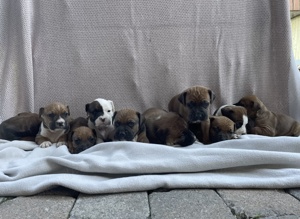 Rhodesian Ridgeback-Mischlinge 