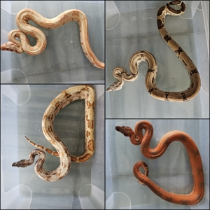 4 Boa constrictor imperator Leopard 