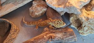 Verkaufe mein Leopardgecko Weibchen 