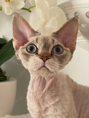 Devon Rex Mädchen