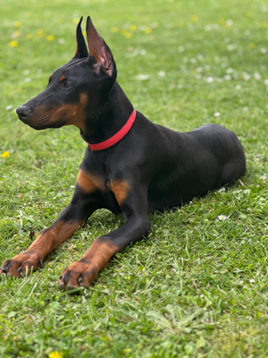 Reinrassige Dobermann Welpe Weiblich