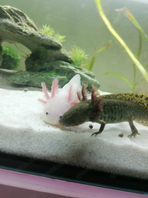 Axolotl Jungtiere 