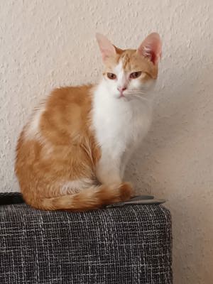 Hauskatze sucht neues Zuhause