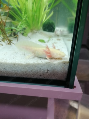 Axolotl jungtiere 