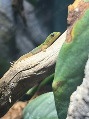 Phelsuma laticauda, Goldstaub-Taggecko