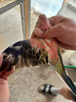 Bourkesittiche 