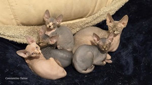 Sphinx babys katze