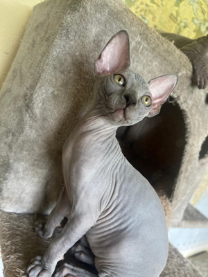 Sphynx Mädchen