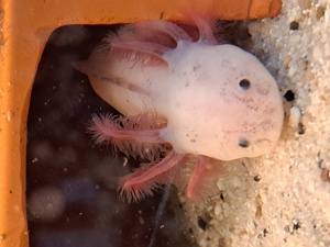 Axolotl Harlekin 