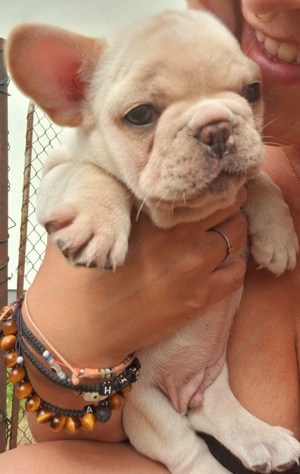 Französische Bulldogge Welpen in der seltenen Farbe 'cream'