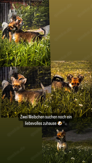 Chihuahua Welpen Langhaar   in liebevolle Hände