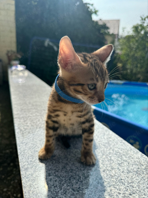 Bengal Kitten