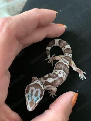 0.1 Raptor het Diablo Blanko Leopardgecko Weibchen Enz.24 Übergabe Hamm möglich