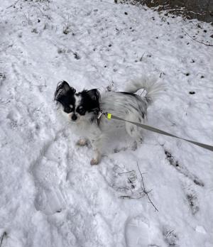 Chihuahua  Deckrüde