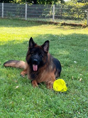 Deutscher Schäferhund Langhaar