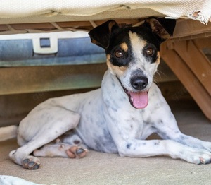 Bodi,RateroBodeguero Mix - keine Zeit mehr,so entsorgt man sich der lieben Tiere in der Tötung