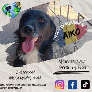 Aiko in Not sucht zuhause