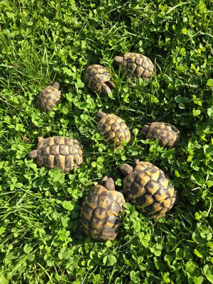 Griechische Landschildkröte