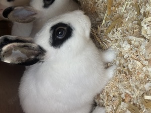 2 baby ZwergKaninchen 