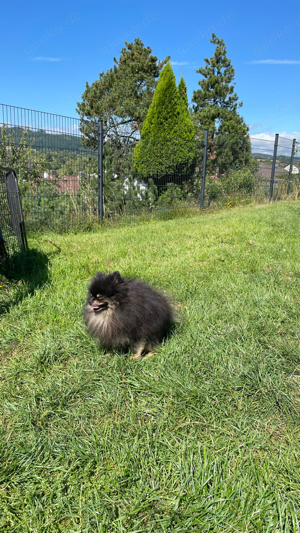 Deckrüde mit Stammbaum Zwergspitz Pomeranian black and tan  Bild 3