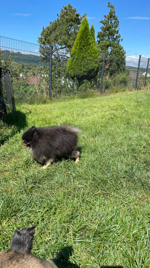 Deckrüde mit Stammbaum Zwergspitz Pomeranian black and tan  Bild 2