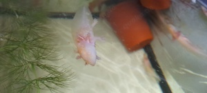 Axolot Goldlinge Albino 