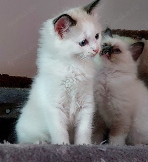 2 Ragdoll Kitten ( M ) suchen ein neues Zuhause