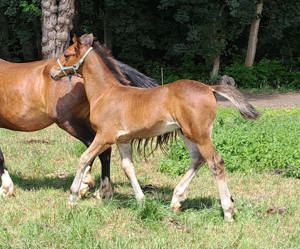 Tolles Welsh-Cob-Hengstfohlen 