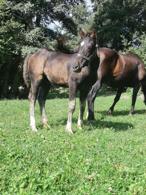 Welsh-Cob-Hengstfohlen   Championatsfohlen 