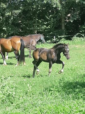 Welsh-Cob-Hengstfohlen   Championatsfohlen 