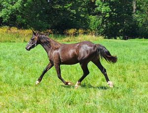 Welsh Cob Stutfohlen   Jährling      