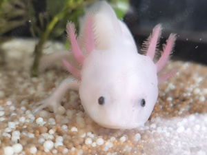 Verkaufe 3 Axolotl 