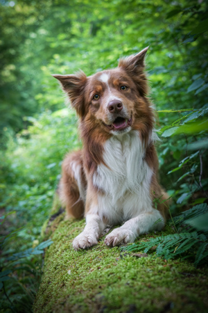 Border Collie Deckrüde