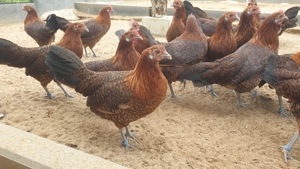 Friesenhühner rot- schwarzgeflockt 